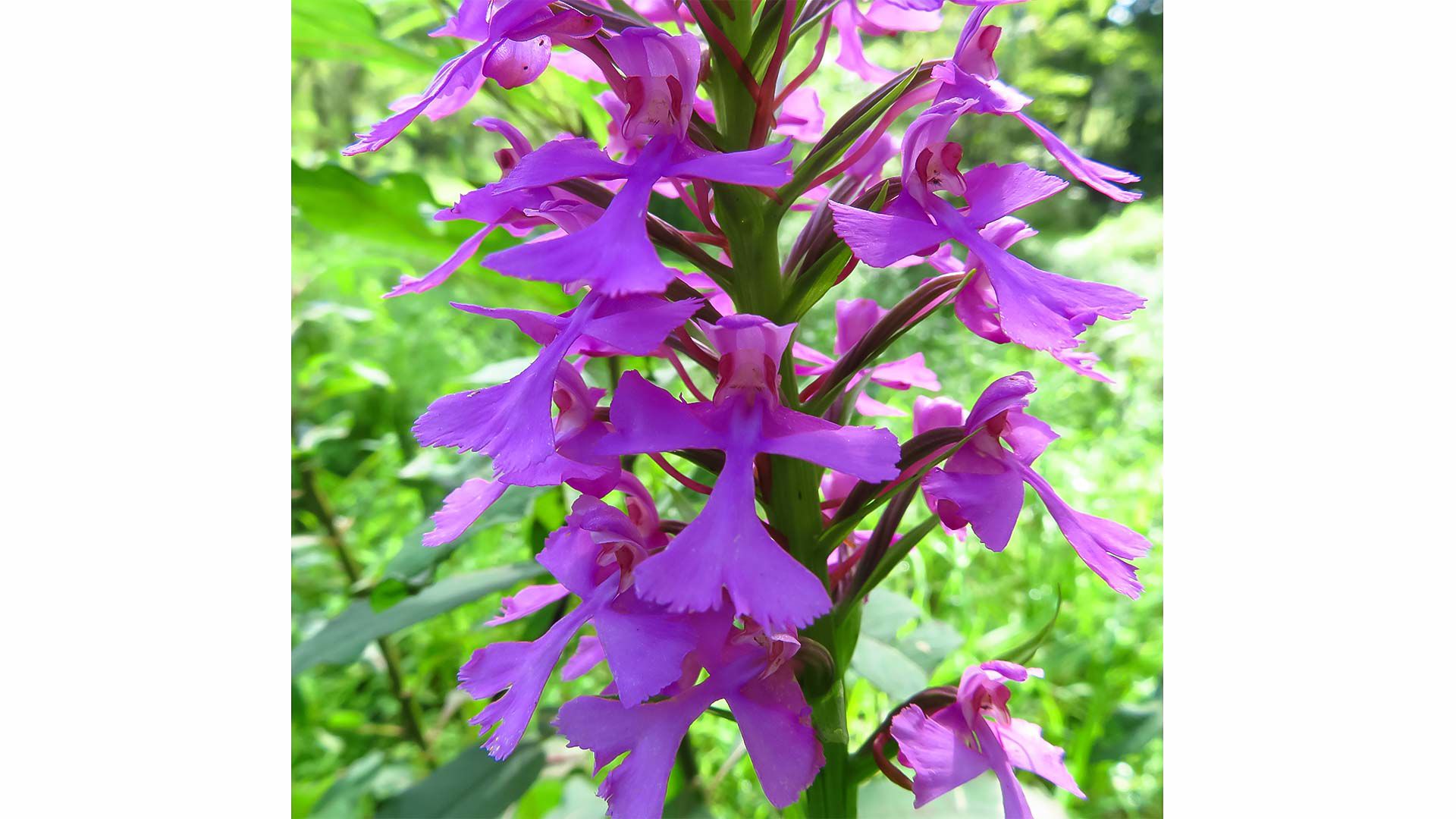 orchid2-story.jpg